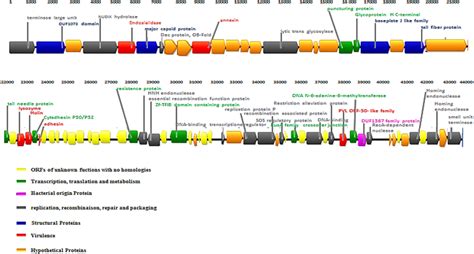 Functional Genome Map Of Bacteriophage Vb Pd C Numbers Indicate Open