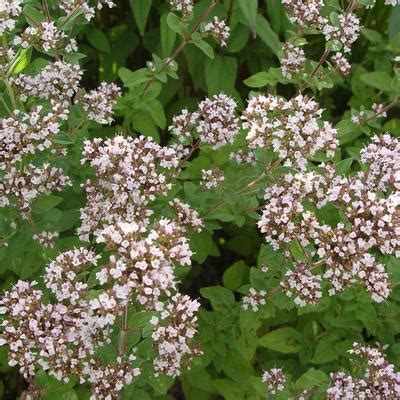 Wilde Marjolein Oregano Origanum Vulgare Compactum Planten