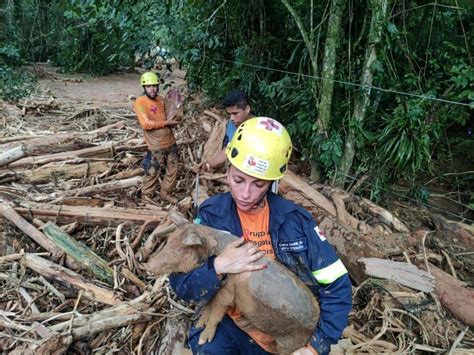 Ao Menos Animais S O Resgatados De Desastre E Volunt Rios Refor Am