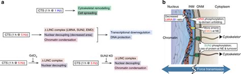 Effects Of Cyclic Tensile Strain Cts On Mesenchymal Stem Cell Msc Download Scientific