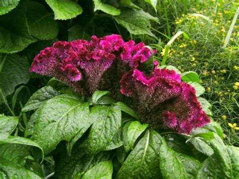 Cockscomb Flower Imgur