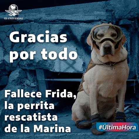 El Universal on Twitter Fallece perrita rescatista Frida México