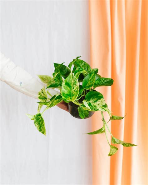 The Beauty Of The Marble Queen Pothos Care Tips Tricks