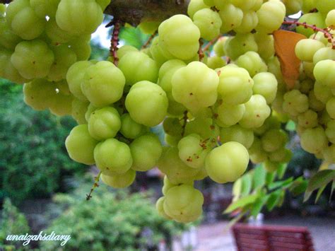 Health Benefits of Cermai Fruit (gooseberry, Phyllanthus acidus) | Health Benefits of Fruit