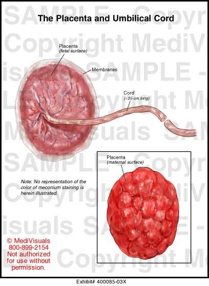 Placenta And Umbilical Cord Diagram