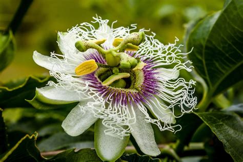 Passion Fruit Flower Free Photo Download | FreeImages