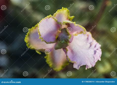 Top View Of A Gorgeous Violets Flower Isolated On Background Stock