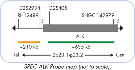 ALK Dual Color Break Apart Probe Genebio