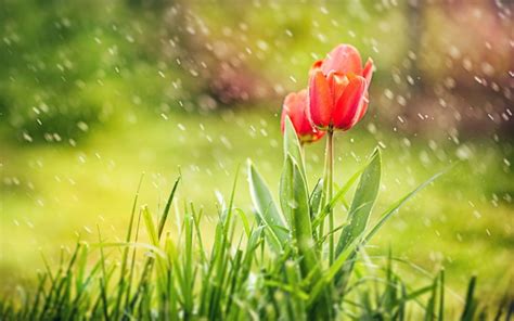 tulips, Rain Wallpapers HD / Desktop and Mobile Backgrounds