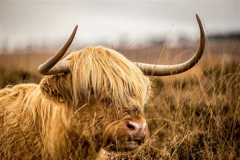 Mini Highland Cow Size and Weight