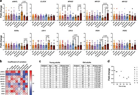 Effects Of Age And Sex On The Expression Of Core Circadian Clock Genes