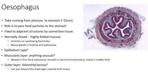 Upper Gi Tract And Pathology Flashcards Quizlet