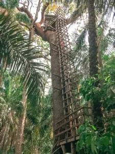 Exploring The Longest Canopy Walk in Africa At Lekki Conservation ...