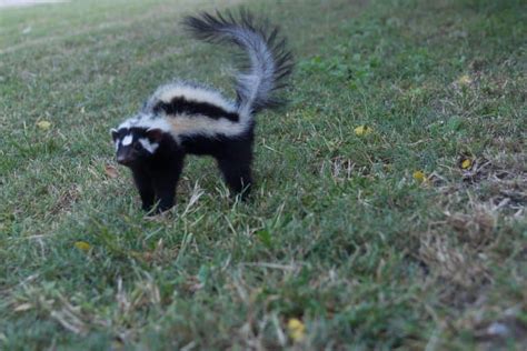 10 Striped Polecat Zorilla Facts Fact Animal