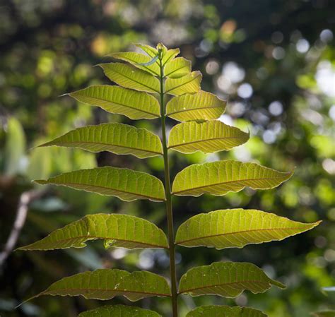 Ailanthus – eFlora of India