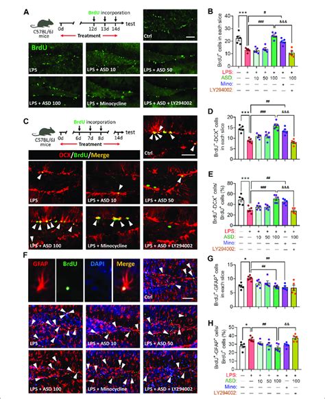 Effects Of Asd On Nspc Proliferation And Differentiation In Dentate