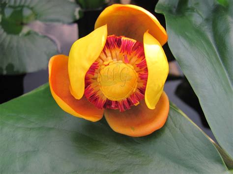 nuphar lutea1 - Suncoast Tropicals