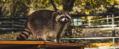 Avoiding The Dangers Of Raccoon Droppings Delta Extermination