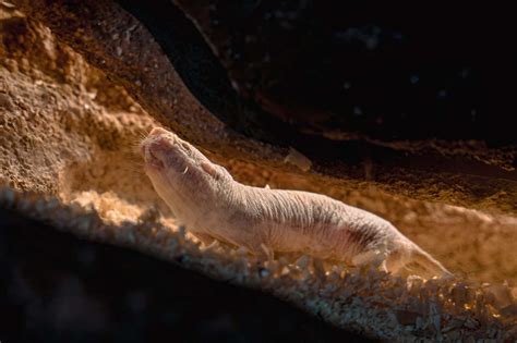 We Ve Discovered Another Reason Why Naked Mole Rats Live For So Long New Scientist