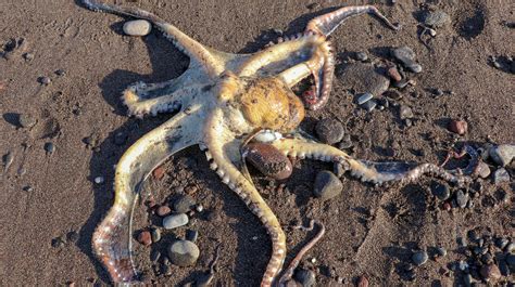 The Terrifying Thing You Didn T Know Octopuses Could Do