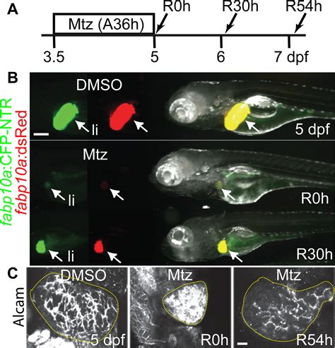 Hepatocyte-specific Ablation in Zebrafish to Study Biliary-driven Liver