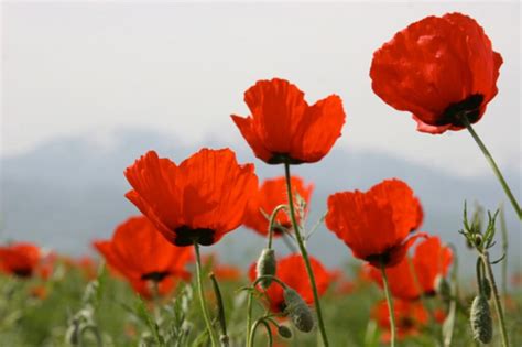 Papavero Il Fiore Spontaneo Ricchissimo Di Proprietà E Sapore