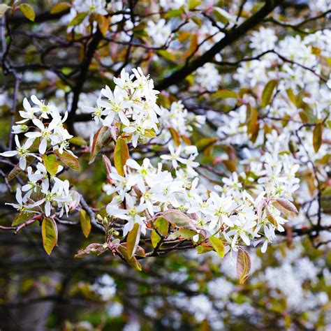 Autumn Brilliance Serviceberry Trees for Sale – BrighterBlooms.com