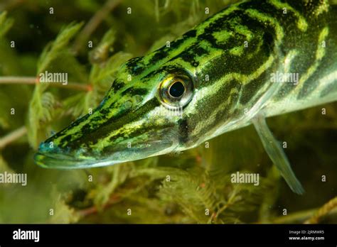 Fisch Unter Wasser Germany Lake Fotos Und Bildmaterial In Hoher