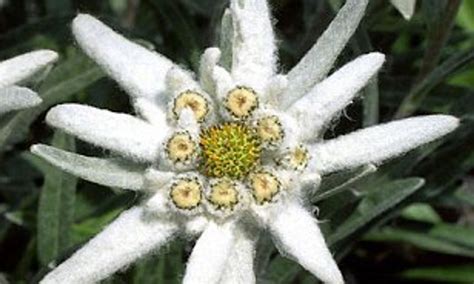 Эдельвейс цветы (Много фото) - treepics.ru