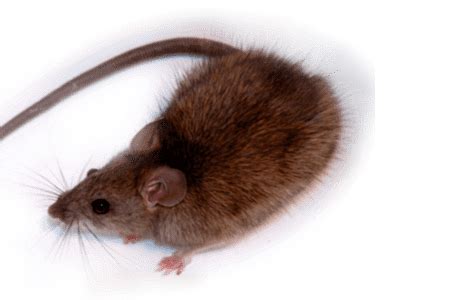 Roof Rats Facts Information Hulett Pest Control