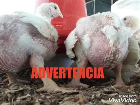 La Mortalidad En Pollo De Engorde Pollo Enfermo Ascitis Dia Youtube