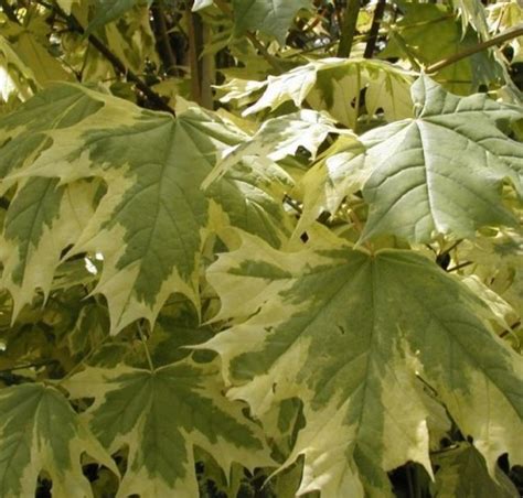 Acer Platanoides Drummondii Farmyard Nurseries