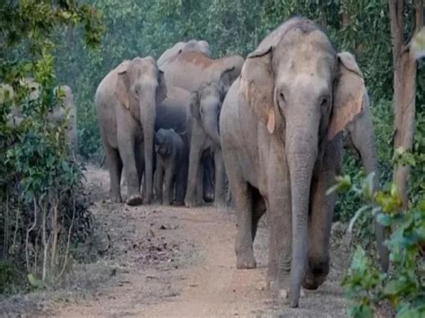 Young Man Death After Being Crushed By An Elephant In Seraikela Terror