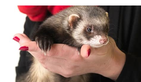 Differences Between Male And Female Pet Ferrets Petsbuilder