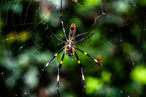 Giant Flying Spiders The Size Of Your Hand Are Invading New York