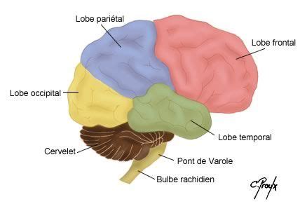 Structure De L Enc Phale Syst Me Nerveux Nerveux Syst Me Nerveux
