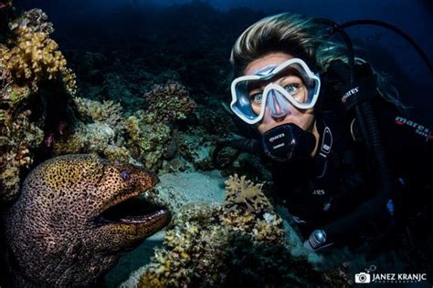 Moray Eel Moray Eels Make Eerie Appearance At Virginia Living Museum