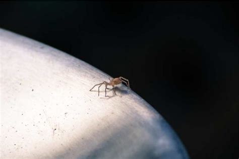 17 Small Spider Species With Photos! | Spiders Planet