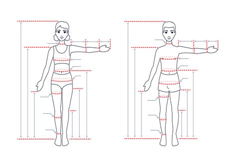 Medidas Do Corpo Humano