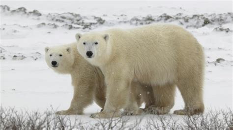 Mehr Kannibalismus unter Eisbären tierwelt ch TierWelt