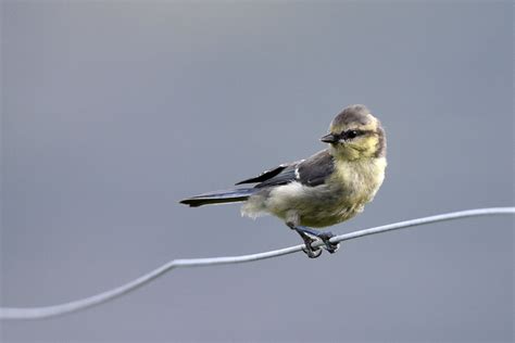 M Sange Bleue Cyanistes Caeruleus Juv Nile Dsc Flickr