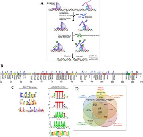 Occupancy Of Pan Rna On The Kshv Genome A Chromatin Isolation By Rna