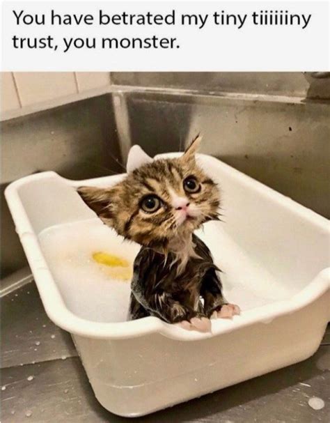 77 Kitten Memes Guaranteed to Make Your Heart Melt