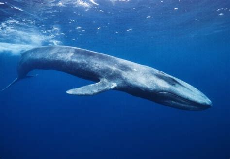 Biggest Whale Ever Recorded American Oceans