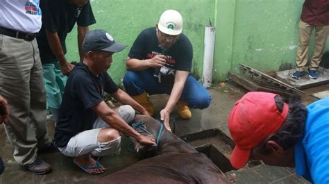 Jelang Idul Adha Pemkot Jogja Layani Penyembelihan Hewan Kurban