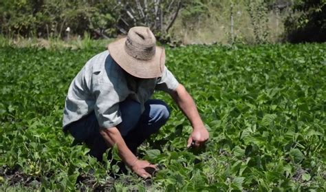 Control selectivo de malezas Revista Infoagro México