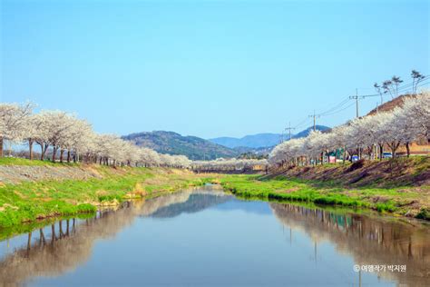 광천 오서산 벚꽃길 충청남도 홍성군 가볼만한곳