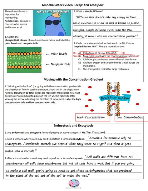 Cellular Transport Worksheet Solutions Pdf Kyoussef Mci Home