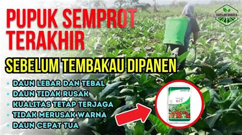 Pupuk Tanaman Agar Daun Lebar Dan Tebal Cara Menyuburkan Tanaman