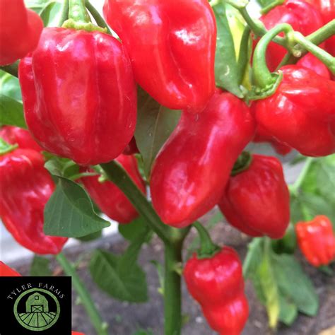 Caribbean Red Habanero Pepper Seeds | Tyler Farms